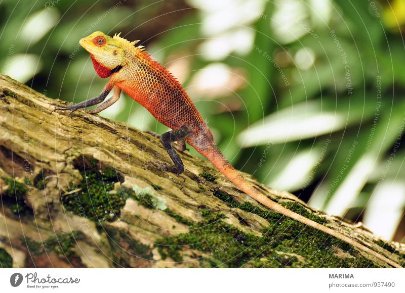 male oriental garden lizard on a tree Style Exotic Vacation & Travel Summer Nature Animal Tree Virgin forest Wild animal Sit Brown Green Red Agamidae agamide