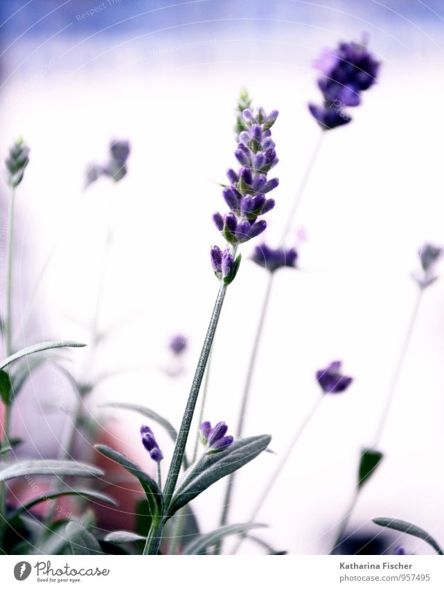 lavender Nature Plant Agricultural crop Wild plant Meadow Blossoming Lavender Ornamental plant Lavender field Bud Blossom leave Violet Green Calm Comforting