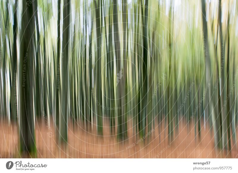 No fir forest Nature Plant Autumn Tree Deciduous tree Beech tree Forest Brown Green Beech wood Motion blur Tree trunk National Park Jasmund Nationalpark