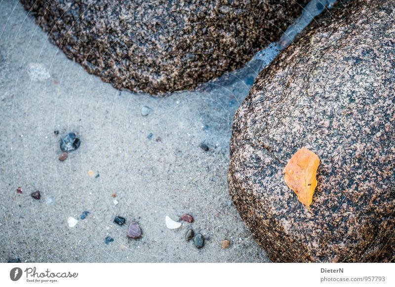autumn Nature Landscape Leaf Beach Baltic Sea Ocean Blue Brown Yellow Gray Stone Sand Water Exterior shot Detail Deserted Copy Space left Copy Space bottom