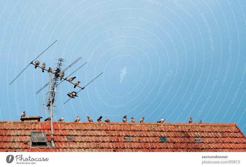 Pigeons at the rest Bird Roof Antenna Break Summer Sky Flock