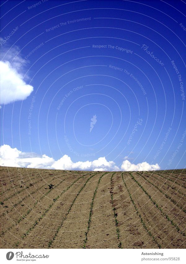 the clouds wander on the horizon Environment Nature Landscape Plant Earth Sky Clouds Horizon Spring Beautiful weather Drought Agricultural crop Field Stand