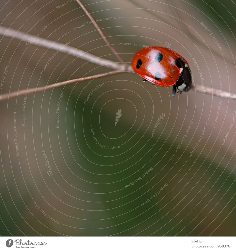 there were three ways, but the ladybug is reluctant and tired of deciding decision-weary undecided disinclined be ready Reluctance dislike Decide election-weary