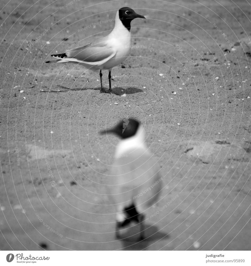 directions Black-headed gull  Seagull 2 Bird Animal Beach Direction Difference Gray Gloomy Coast Communicate Sand Looking Baltic Sea Black & white photo