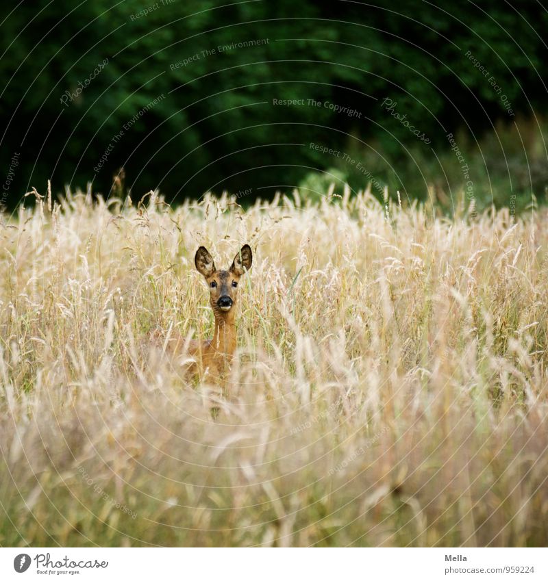 good morning shoot Environment Nature Landscape Animal Summer Plant Grass Meadow Field Wild animal Roe deer 1 Observe Looking Free Natural Curiosity Freedom