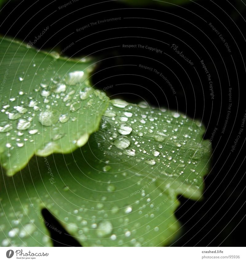 raindrops II Wet Black Green Leaf Damp Dark green Striped Clarity Plant Salad leaf Drops of water Rain Exterior shot Macro (Extreme close-up) Near Water