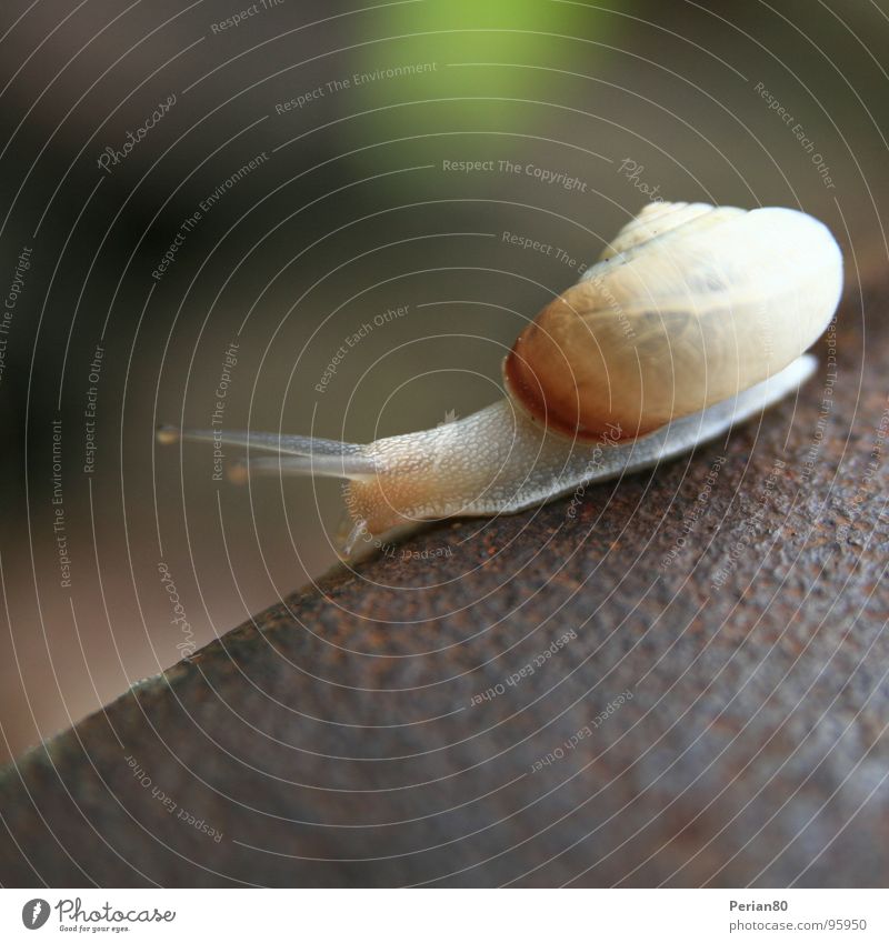 mollusk Animal Snail shell Iron Blur Brown Rust Macro (Extreme close-up) Close-up Mollusk Metal escargot escargots wry