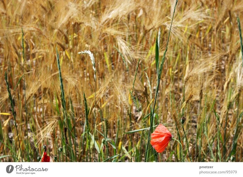 Come whatever may Poppy Wheat Field Agriculture Red Blossom Grass Summer Grain
