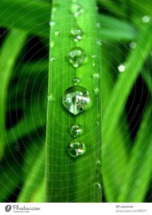 Drops *3 Rain Macro (Extreme close-up) Fresh Wet Damp Reflection Near Green Grass green Round Glittering Water Calm Easy Perfect Concentrate Close-up