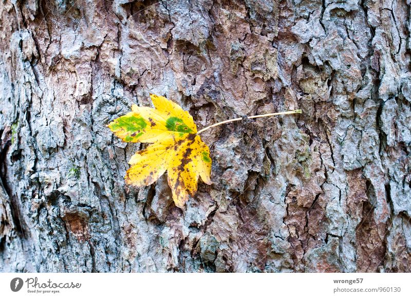 adherence Plant Autumn Tree Leaf Deciduous tree Autumn leaves Park Forest Multicoloured Autumnal colours Tree trunk Tree bark soloist Colour photo Exterior shot