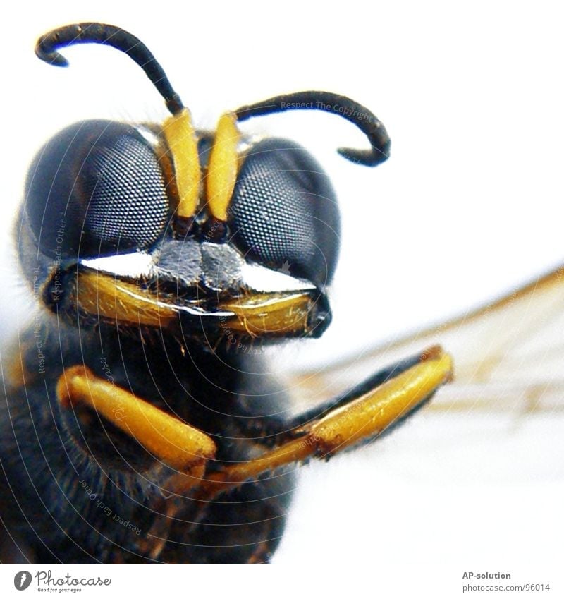 Cheeeeeeeese! Wasps Animal Crawl Insect Small Diminutive Black Pests Diligent Work and employment Working man Nature Macro (Extreme close-up) Shorts Feeler