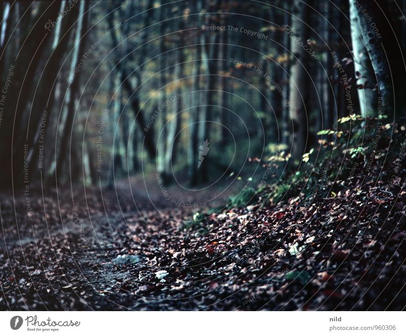 in the dark autumn forest Jogging Environment Nature Landscape Plant Autumn Tree Forest Lanes & trails Relaxation Dark Blue Black Romance Leaf Hiking
