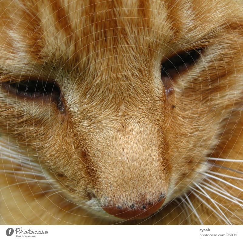 hangover Cat Red Snout Moustache Animal Pet Grief Affection Pelt Macro (Extreme close-up) Close-up Mammal Domestic cat orange Eyes Sadness Old devoted