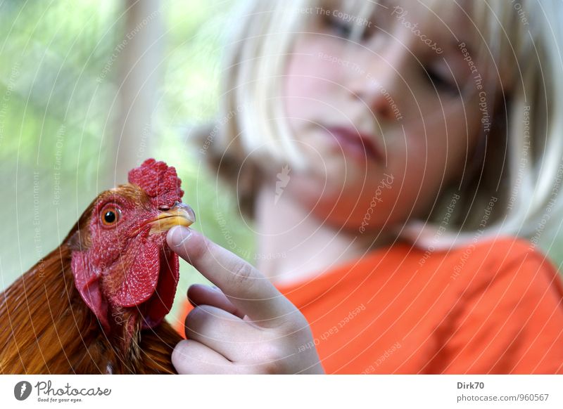 Fritz the cock: Girl with cock Food Egg Poultry Nutrition Parenting School Agriculture Forestry Child 1 Human being 8 - 13 years Infancy Animal Pet Farm animal