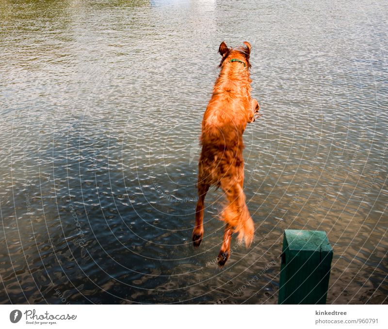Dog jumping off dock into water Summer Nature Animal Water Weather Beautiful weather Pond Lake Blue Brown Yellow Gray Green Black White Colour clear orange