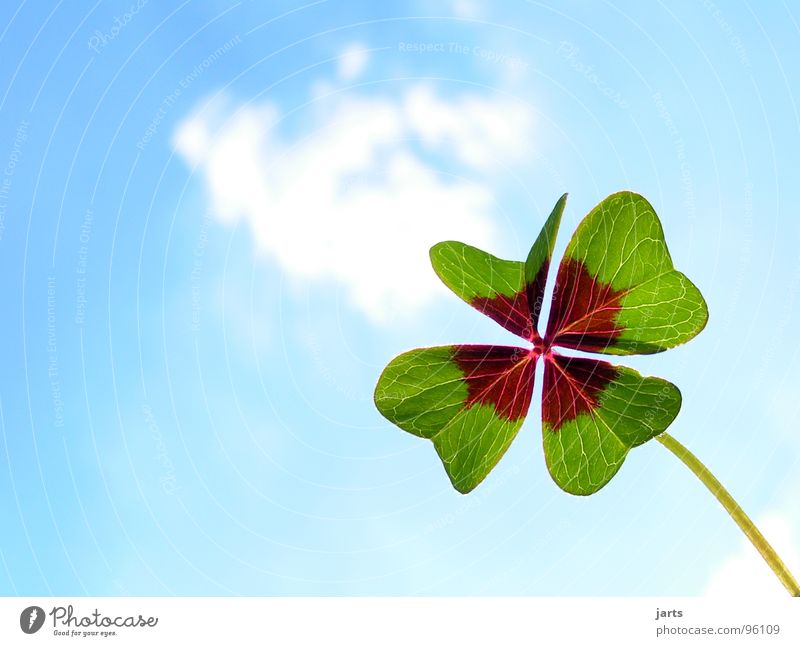 Beautiful weather Joy Happy Contentment Sky Clouds Blue Green Trust Hope Popular belief Desire Four-leafed clover Clover Congratulations Four-leaved