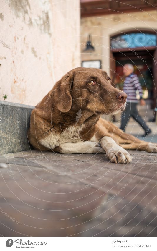 dog's life Luxury Antalya Old town Animal Pet Dog 1 Lie Sadness Concern Fatigue Appetite Homesickness Loneliness Exhaustion Homeless Street Colour photo