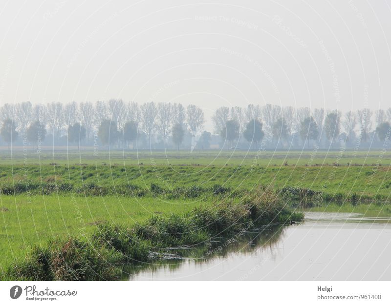 Residual fog at the river... Environment Nature Landscape Plant Water Sky Autumn Fog Tree Grass Foliage plant Wild plant River bank Stand Growth Authentic