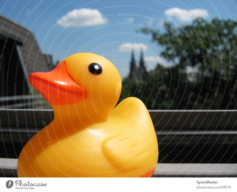 Duck At Window Summer Yellow Things Sun
