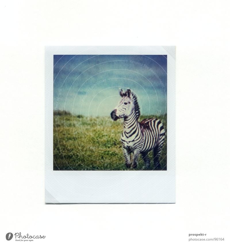 TV Africa Polaroid Zebra Green Striped Mammal Blue wildlife Horse for contrast lovers