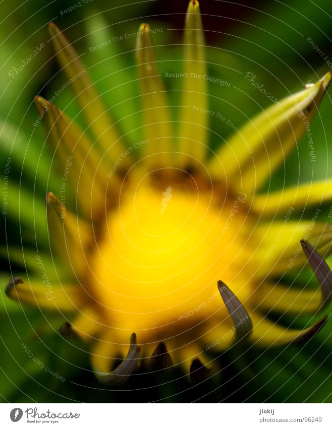 Sun Flower Blossoming Blur Plant Meadow Living thing Yellow Green Lighting Blossom leave Background picture Spring Summer Faded Near Macro (Extreme close-up)