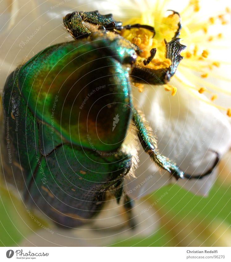 insect Beetle Insect Blossom Nutrition Green Gold Glittering Legs Shell Tank Animal To feed Flying Crawl Work and employment Crank Plant Rose blossom