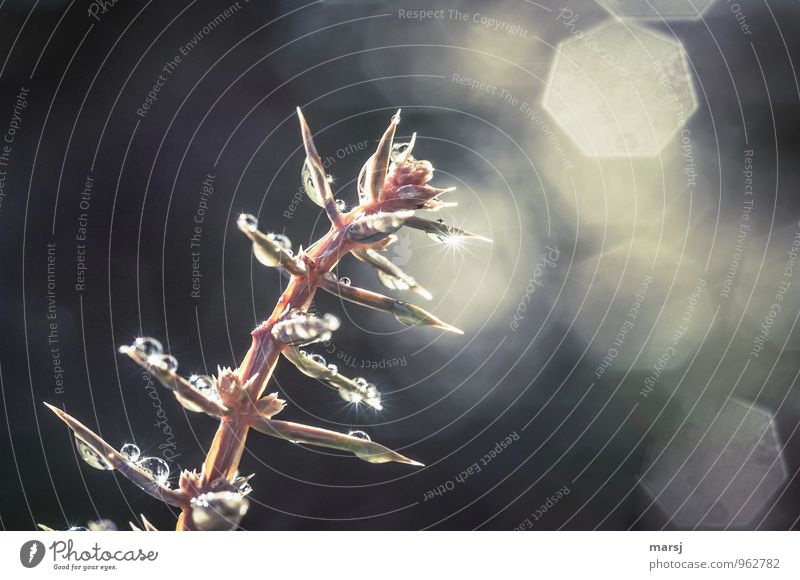 prickly Nature Drops of water Plant Juniper Glittering Illuminate Dark Thin Authentic Simple Uniqueness Point Thorny Colour photo Subdued colour Exterior shot