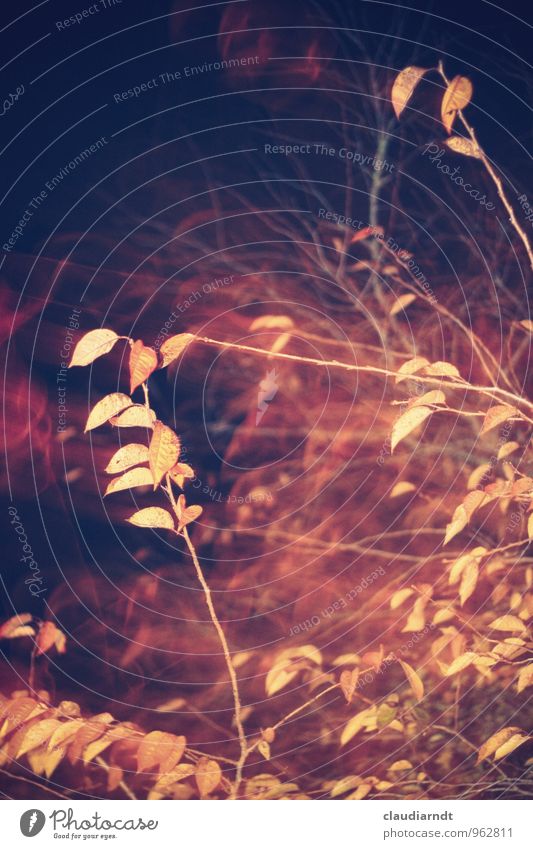 autumnal Plant Autumn Tree Leaf Dream Surrealism Autumn leaves Blur Twigs and branches Intoxication Dark Abstract Night shot Colour photo Subdued colour