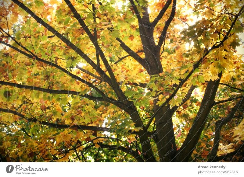 Autumn tree 2.0 Environment Nature Landscape Plant Beautiful weather Tree Leaf Garden Park Meadow Forest Esthetic Equal Idyll Moody Environmental protection