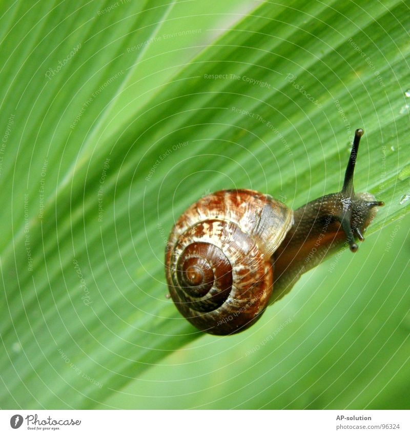 Snail *3 Air-breathing land snail Animal House (Residential Structure) Snail shell Slimy Mucus Feeler Crawl Slowly Speed Spiral Leaf Grass Withdraw Fragile