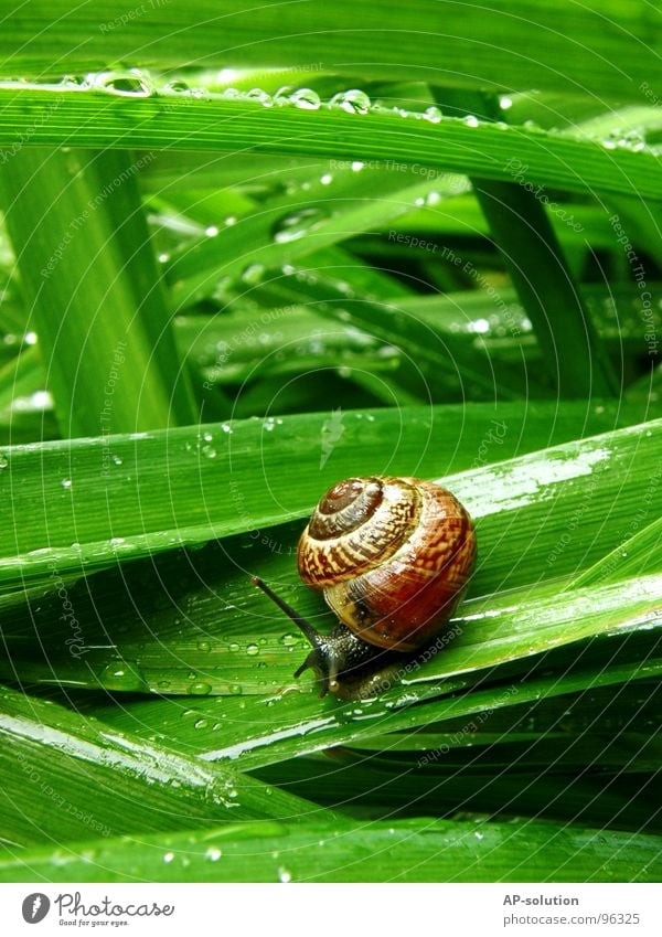 Snail *4 Air-breathing land snail Animal House (Residential Structure) Snail shell Slimy Mucus Feeler Crawl Slowly Speed Spiral Grass Withdraw Fragile Hybrid