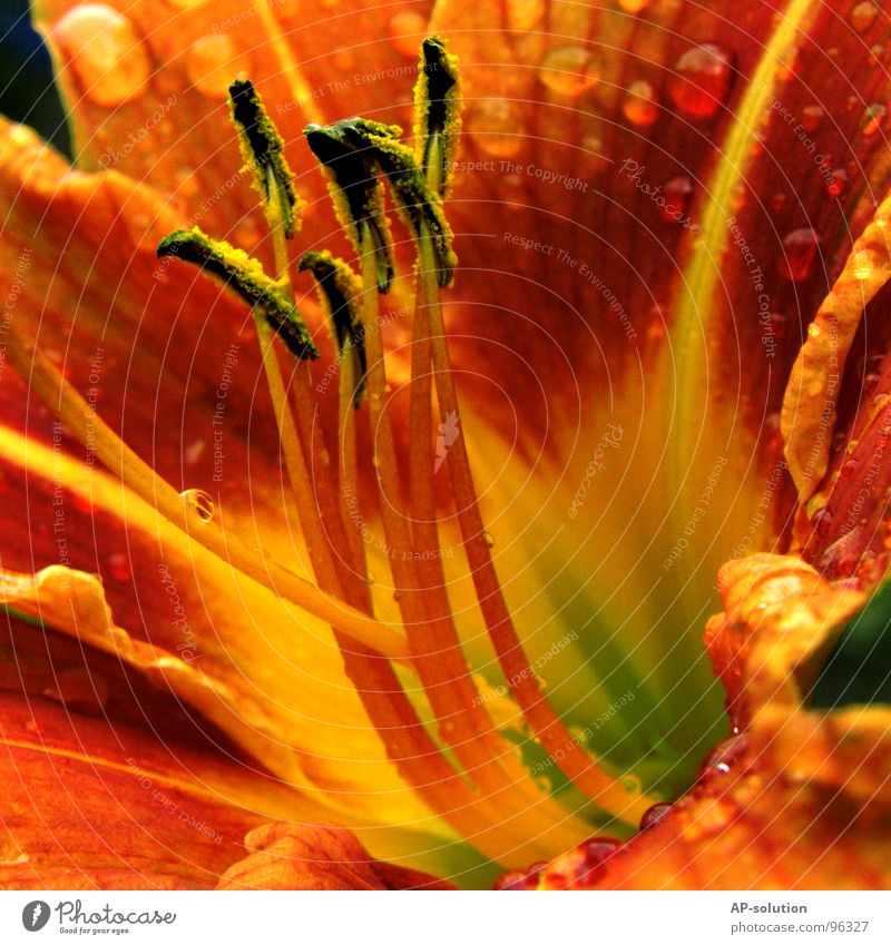 orange flower *2 Blossoming Plant Flower Growth Macro (Extreme close-up) Sprinkle Spring Summer Yellow Red Green Bouquet Bee Spring fever Beautiful Delicate