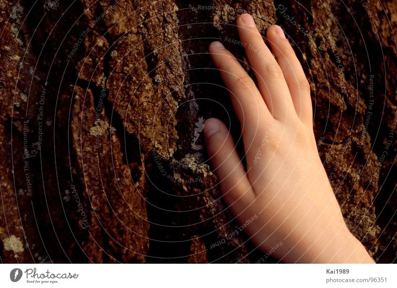 generational conversation Tree Brown Hard Hand Soft Children`s hand Tree bark Fingers Seasons Transience Old Feasts & Celebrations Nature Plant Human being Skin