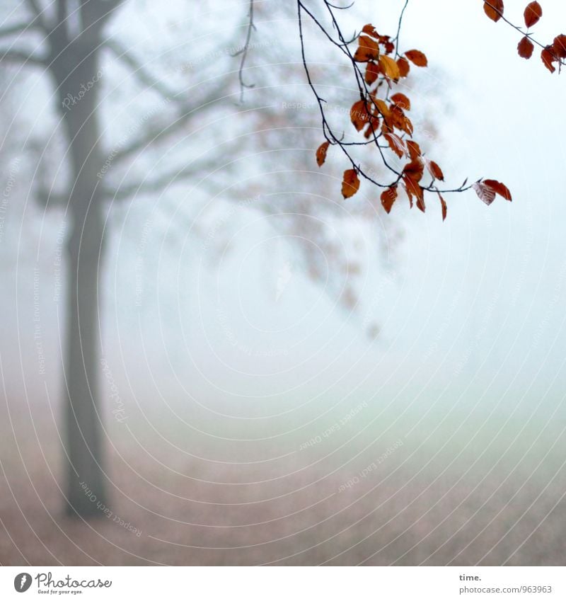 Abtanz II Environment Nature Landscape Autumn Fog Tree Leaf Branch Autumn leaves Park Hang Cold Grief Fatigue Homesickness Loneliness Exhaustion Life Moody