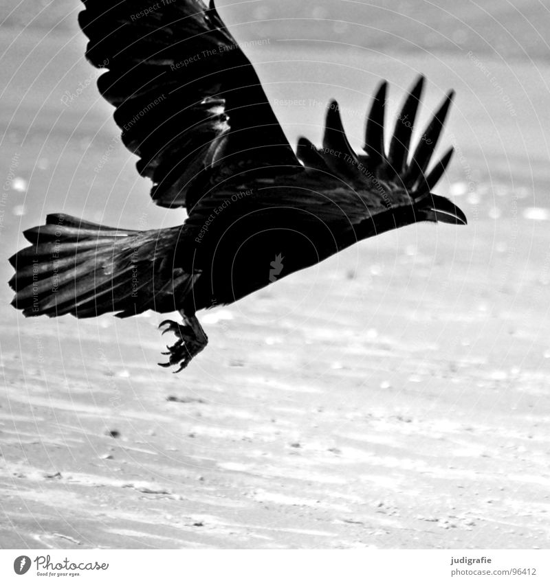 Black bird Crow Carrion crow Raven birds Bird Animal Beach Coast Ocean Swing Feather Gray Claw Black & white photo Aviation Beginning Sand Dynamics Power Wing