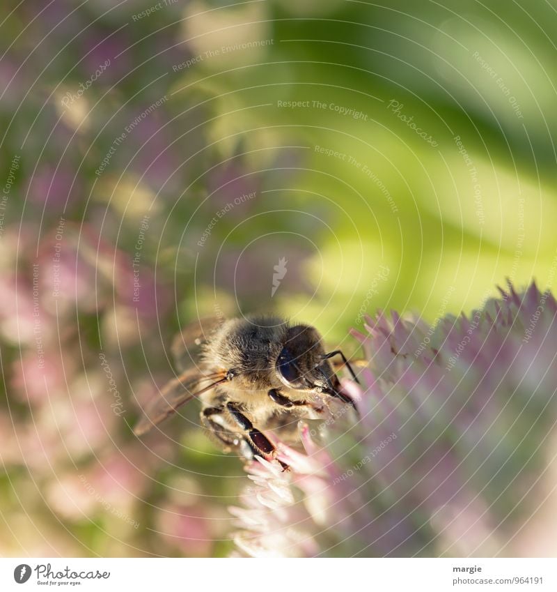 A bee in blooms Environment Nature Plant Animal Sun Sunlight Spring Summer Weather Beautiful weather Flower Farm animal Bee 1 Work and employment Illuminate