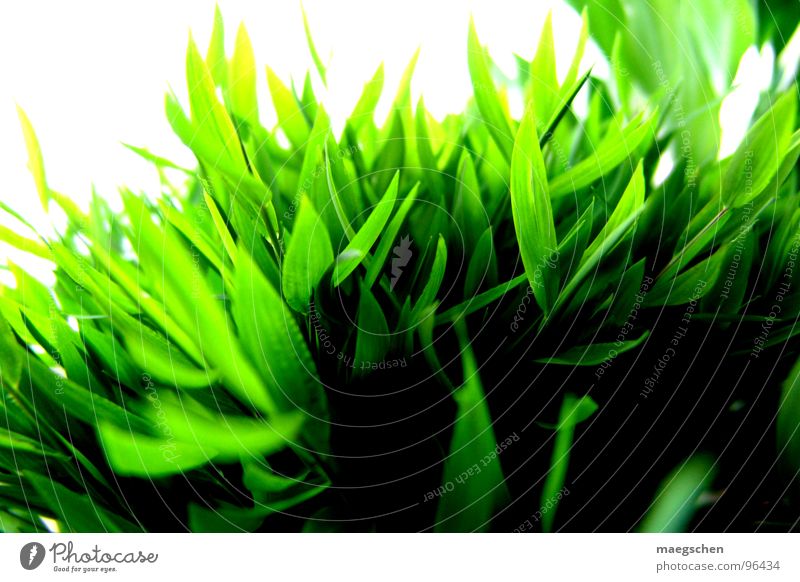 shiny grass Grass Light Summer Green Plant Spring Play of colours Pleasant Brilliant Juicy Fresh Spring fever Summery Refreshment Exterior shot Interior shot