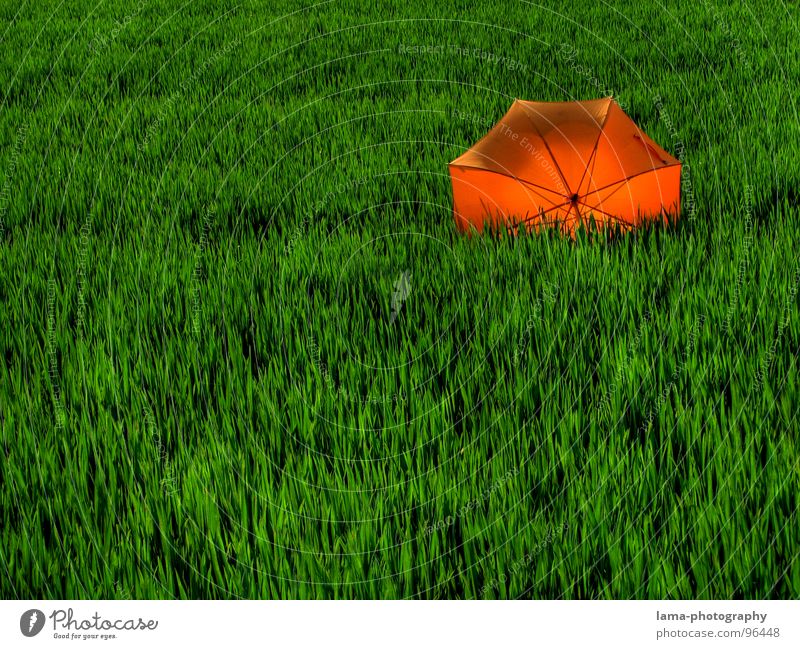 In backlight Cloppenburg Umbrella Sunshade Storm Clouds Grass Blade of grass Meadow Summer Field Green Spring Calm Loneliness Relaxation Sunbathing Forget
