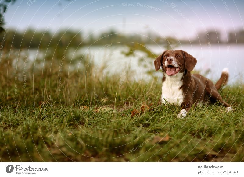 Dog at the lake Nature Summer Lakeside River bank Pond Animal Pet 1 Observe Relaxation Lie Looking Wait Friendliness Happiness Curiosity Cute Blue Brown Green