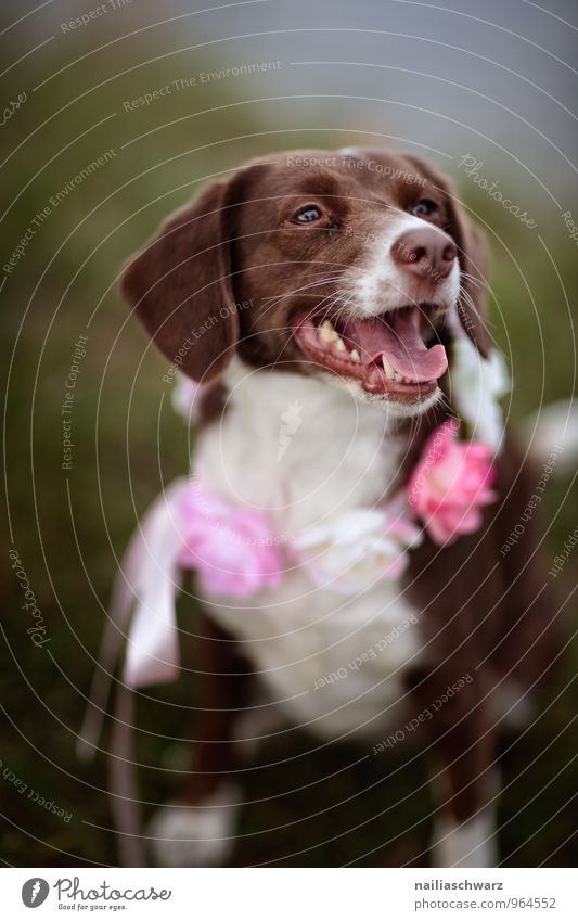 dog Nature Animal Park Meadow Dog 1 Decoration Jewellery Bow Breathe Observe Sit Wait Friendliness Happiness Happy Cute Beautiful Brown Pink White Joy