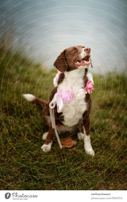 Dog at the lake Nature Grass Lakeside River bank Animal Pet 1 Decoration Bouquet Neckband Flower wreath Bow Observe Communicate Looking Sit Wait Funny Natural