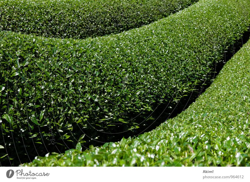 green wave Nature Landscape Plant Grass Bushes Foliage plant Agricultural crop Tea plantation Tea plants Field Planning Line Arrangement Resume Green Green tea