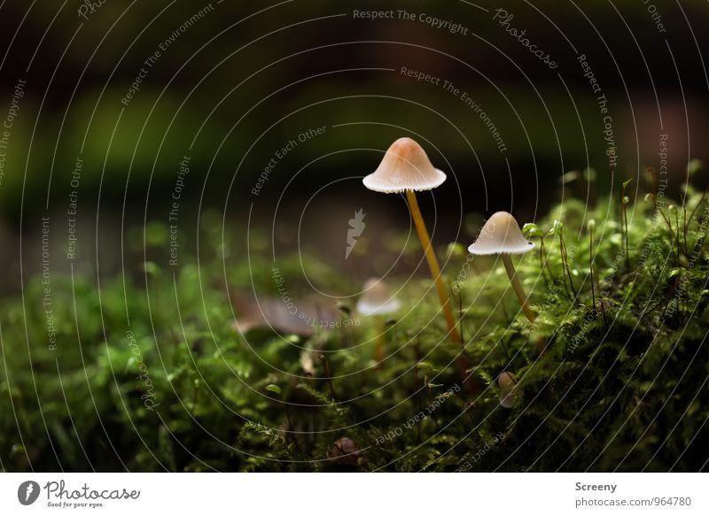 Walk with hat Nature Plant Autumn Moss Mushroom Mushroom cap Forest Growth Thin Small Brown Green Serene Patient Calm Idyll Attachment Colour photo Close-up