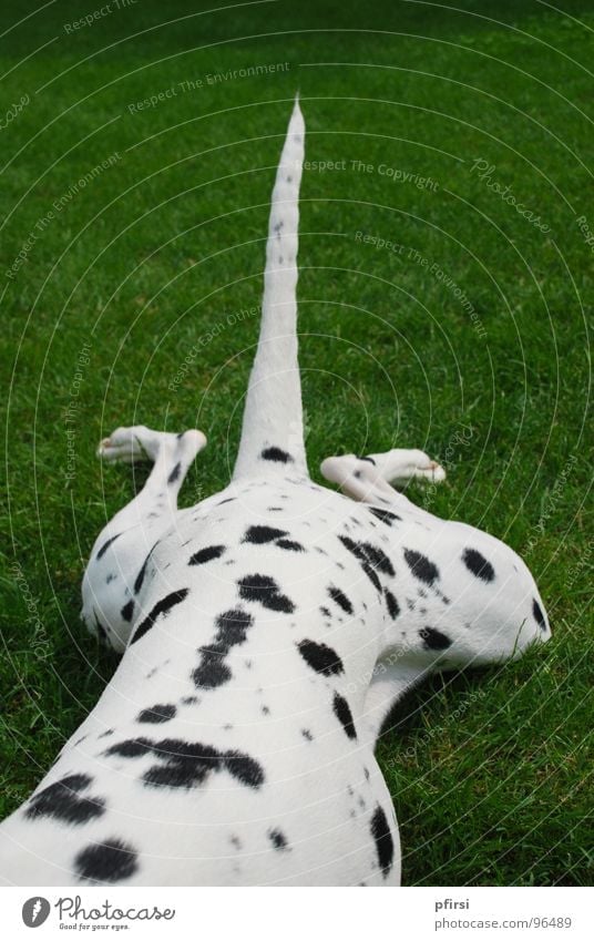 dog half Dog Dalmatian Half Spotted Hind leg Paw Tails Meadow Green White Black Mammal chien dalmation Point Patch Legs stretched