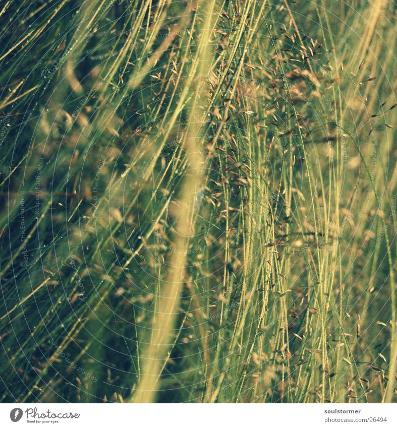 crooked and crooked Grass Wals-Siezenheim Green Wet Depth of field Blade of grass Blossom Yellow Brown Square Uncomfortable Cold Rain Cross processing Water