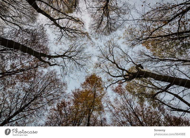 OVERHANG Nature Landscape Plant Sky Clouds Autumn Tree Forest Growth Threat Creepy Emotions Moody Power Fear Nerviness Timidity Colour photo Exterior shot