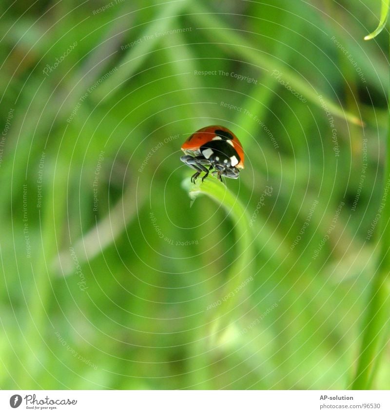 Ladybird *2 Happy Success Nature Animal Grass Beetle Crawl Walking Small Speed Green Red Black Insect Diminutive Feeler Blade of grass Grass green Pests Shorts