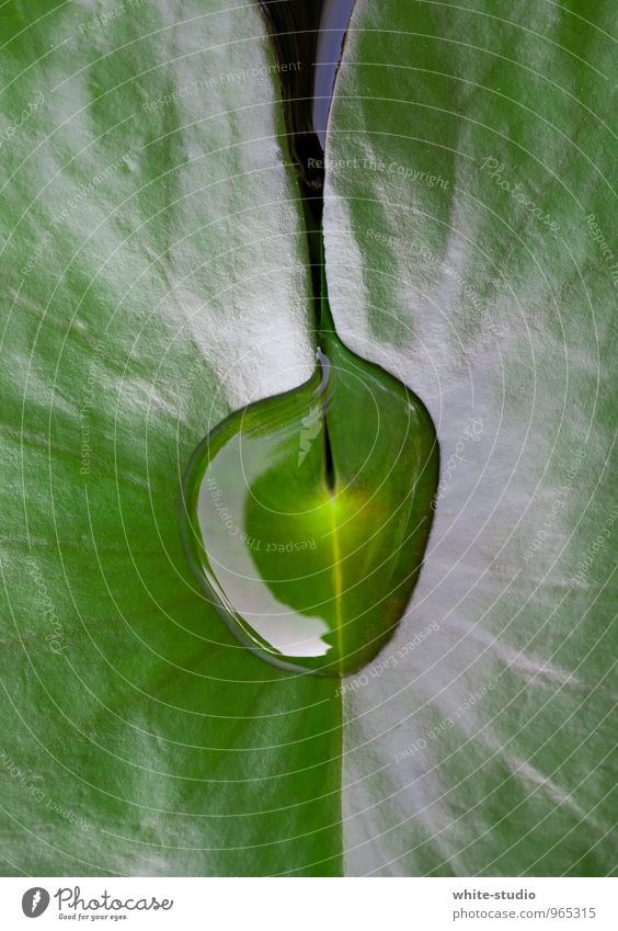 balance Leaf Cleanliness Water lily Lily Water lily leaf Drops of water Calm Be quiet! Balance Relaxation Concentrate Dew Rainwater Drinking water Concentric