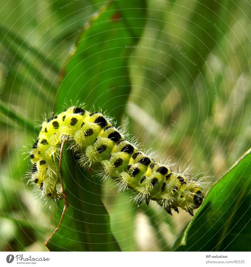 caterpillar Larva Metamorphosis Development Crawl To feed Butterfly Common blue Delicate Feeler Animal Macro (Extreme close-up) Green Yellow White Dust Legs