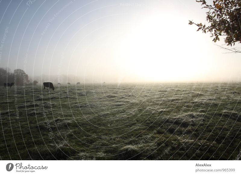 in the morning on the way to work Environment Nature Landscape Plant Animal Sunrise Sunset Autumn Beautiful weather Fog Tree Grass Field Farm animal Cow Cattle